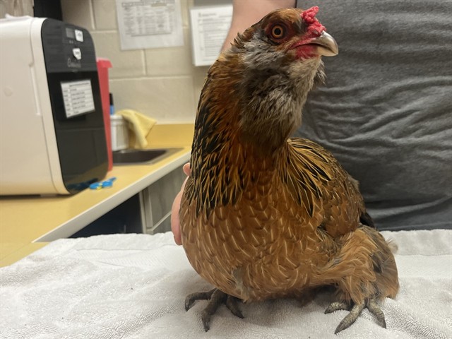 Shelter Stray Female Bird last seen Near BLOCK SOLARGLEN DR, COLORADO SPRINGS CO 80916, Colorado Springs, CO 80905