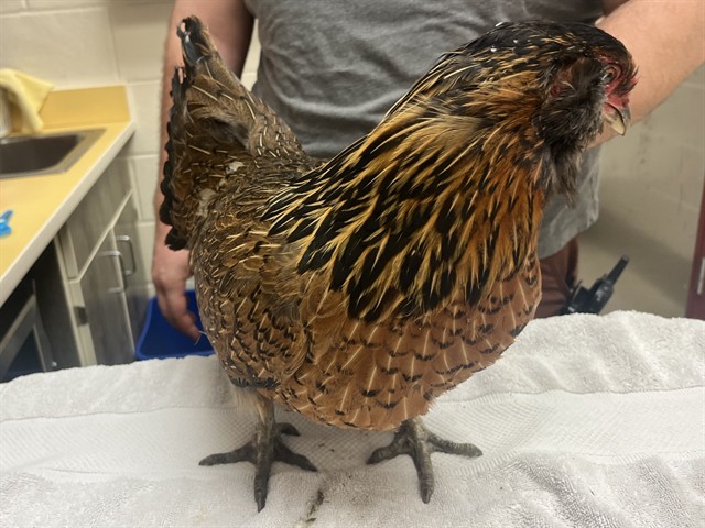 Shelter Stray Female Bird last seen Near BLOCK SOLARGLEN DR, COLORADO SPRINGS CO 80916, Colorado Springs, CO 80905