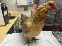 Shelter Stray Female Bird last seen Near BLOCK SOLARGLEN DR, COLORADO SPRINGS CO 80916, Colorado Springs, CO 80905