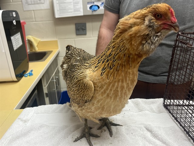 Shelter Stray Female Bird last seen Near BLOCK SOLARGLEN DR, COLORADO SPRINGS CO 80916, Colorado Springs, CO 80905
