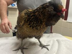 Shelter Stray Female Bird last seen Near BLOCK SOLARGLEN DR, COLORADO SPRINGS CO 80916, Colorado Springs, CO 80905