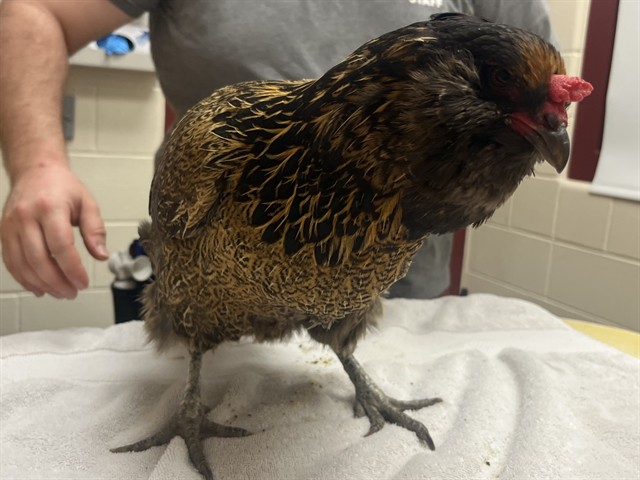 Shelter Stray Female Bird last seen Near BLOCK SOLARGLEN DR, COLORADO SPRINGS CO 80916, Colorado Springs, CO 80905