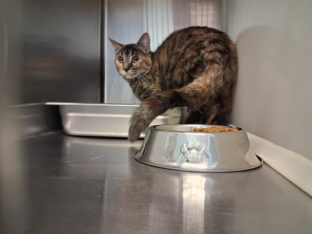 Shelter Stray Unknown Cat last seen Near BLOCK ASTROZON CIR, COLORADO SPRINGS CO 80916, Colorado Springs, CO 80905