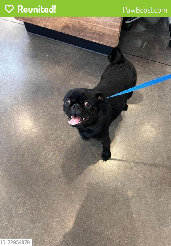 Reunited Male Dog last seen Silver Sage, Fort Worth, TX, Fort Worth, TX 76137