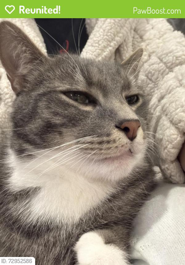 Reunited Male Cat last seen Ambery st, Tecumseh, ON N8N