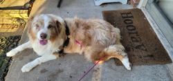 Found/Stray Male Dog last seen Blanton St, Sherman, TX 75092