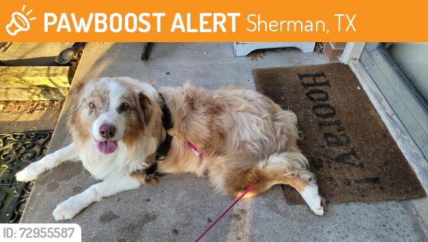 Found/Stray Male Dog last seen Blanton St, Sherman, TX 75092