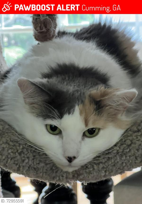 Lost Female Cat last seen Sweeting Street, Cumming GA, Cumming, GA 30041