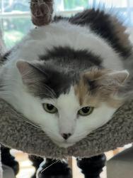 Lost Female Cat last seen Sweeting Street, Cumming GA, Cumming, GA 30041