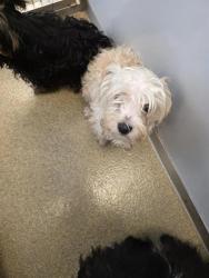 Shelter Stray Male Dog last seen Near BLOCK S 3200 W, WEST VALLEY CITY UT 84119, Salt Lake City, UT 84120