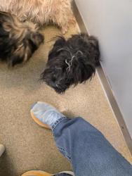 Shelter Stray Male Dog last seen Near BLOCK S 3200 W, WEST VALLEY CITY UT 84119, Salt Lake City, UT 84120
