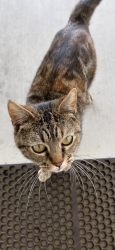 Found/Stray Female Cat last seen Magnolia and Talbert, Fountain Valley, CA 92708