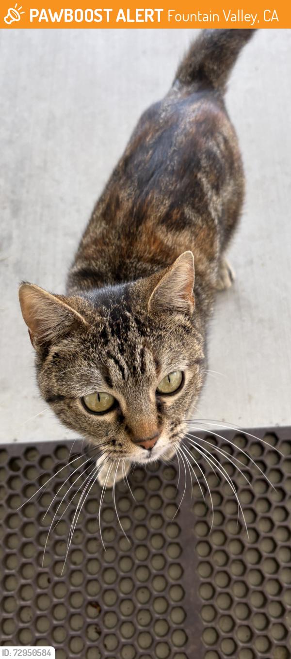 Found/Stray Female Cat last seen Magnolia and Talbert, Fountain Valley, CA 92708