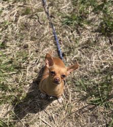 Reunited Female Dog last seen Minnehaha Off Leash Dog Park, Minneapolis, MN 55417, USA, Minneapolis, MN 55417