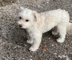 Lost Female Dog last seen Old bayou ave, Gonzales, LA 70737