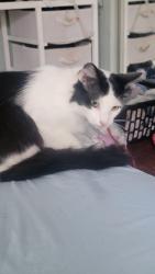 Reunited Male Cat last seen Hwy 11-e, jenkins hollow rd, Elizabethton, TN 37643