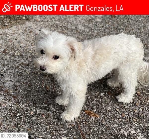 Lost Female Dog last seen Old bayou ave, Gonzales, LA 70737