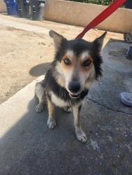 Shelter Stray Male Dog last seen Near BLOCK BADGER ST, LOST HILLS CA 93249, Bakersfield, CA 93308