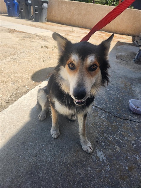 Shelter Stray Male Dog last seen Near BLOCK BADGER ST, LOST HILLS CA 93249, Bakersfield, CA 93308