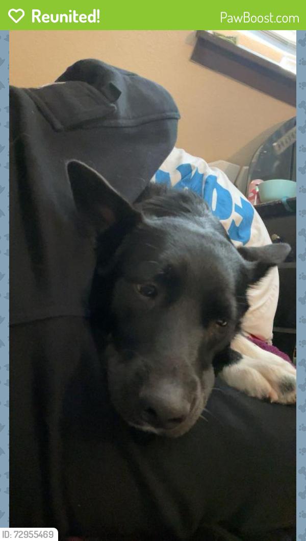 Reunited Female Dog last seen Near S Indiana Ave, Caldwell, ID 83605, USA, Caldwell, ID 83605