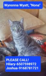 Reunited Female Cat last seen Kemper, Auburn, CA 95603