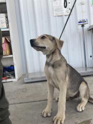 Shelter Stray Male Dog last seen Near BLOCK E WILSON RD, BAKERSFIELD CA 93307, Bakersfield, CA 93308