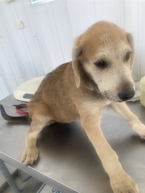Shelter Stray Male Dog last seen Near BLOCK GLENN ST, BAKERSFIELD CA 93312, Bakersfield, CA 93308
