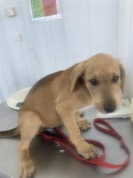 Shelter Stray Female Dog last seen Near BLOCK GLENN ST, BAKERSFIELD CA 93312, Bakersfield, CA 93308
