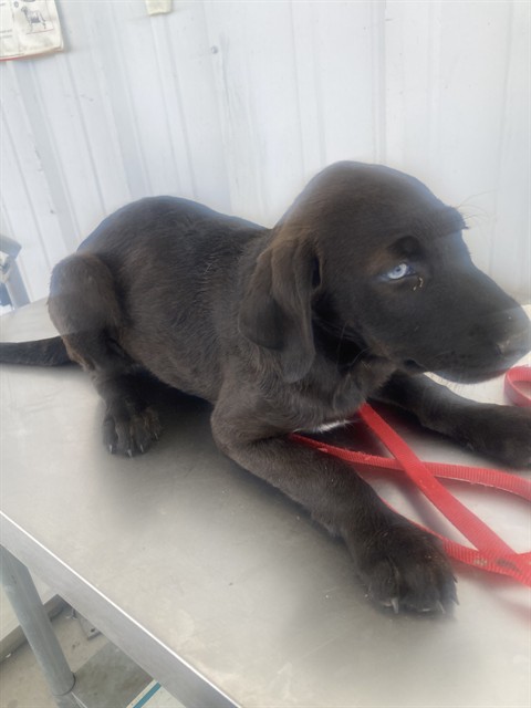 Shelter Stray Female Dog last seen Near BLOCK GLENN ST, BAKERSFIELD CA 93312, Bakersfield, CA 93308