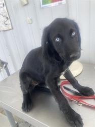 Shelter Stray Female Dog last seen Near BLOCK GLENN ST, BAKERSFIELD CA 93312, Bakersfield, CA 93308