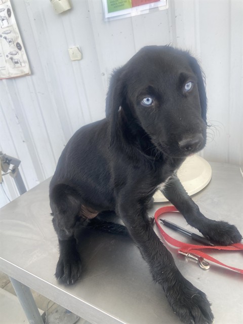 Shelter Stray Female Dog last seen Near BLOCK GLENN ST, BAKERSFIELD CA 93312, Bakersfield, CA 93308