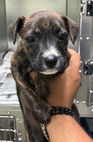 Shelter Stray Female Dog last seen Near KENTUCKY ST, BAKERSFIELD CA 93305, Bakersfield, CA 93308