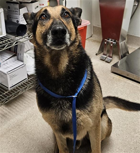 Shelter Stray Male Dog last seen Near BLOCK COSTAJO RD, BAKERSFIELD CA 93313, Bakersfield, CA 93308