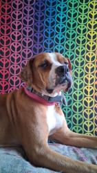 Lost Female Dog last seen Gulfport highschool, Gulfport, FL 33707