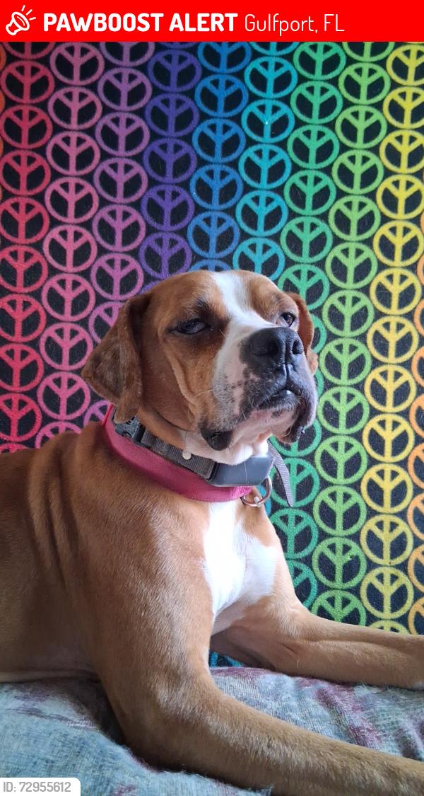 Lost Female Dog last seen Gulfport highschool, Gulfport, FL 33707