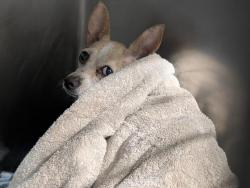 Shelter Stray Female Dog last seen Near BALSAM WAY, BODFISH CA 93205, Bakersfield, CA 93308