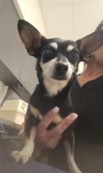 Shelter Stray Female Dog last seen GATEWAY CT/COMMONS PL, Auburn, CA 95603