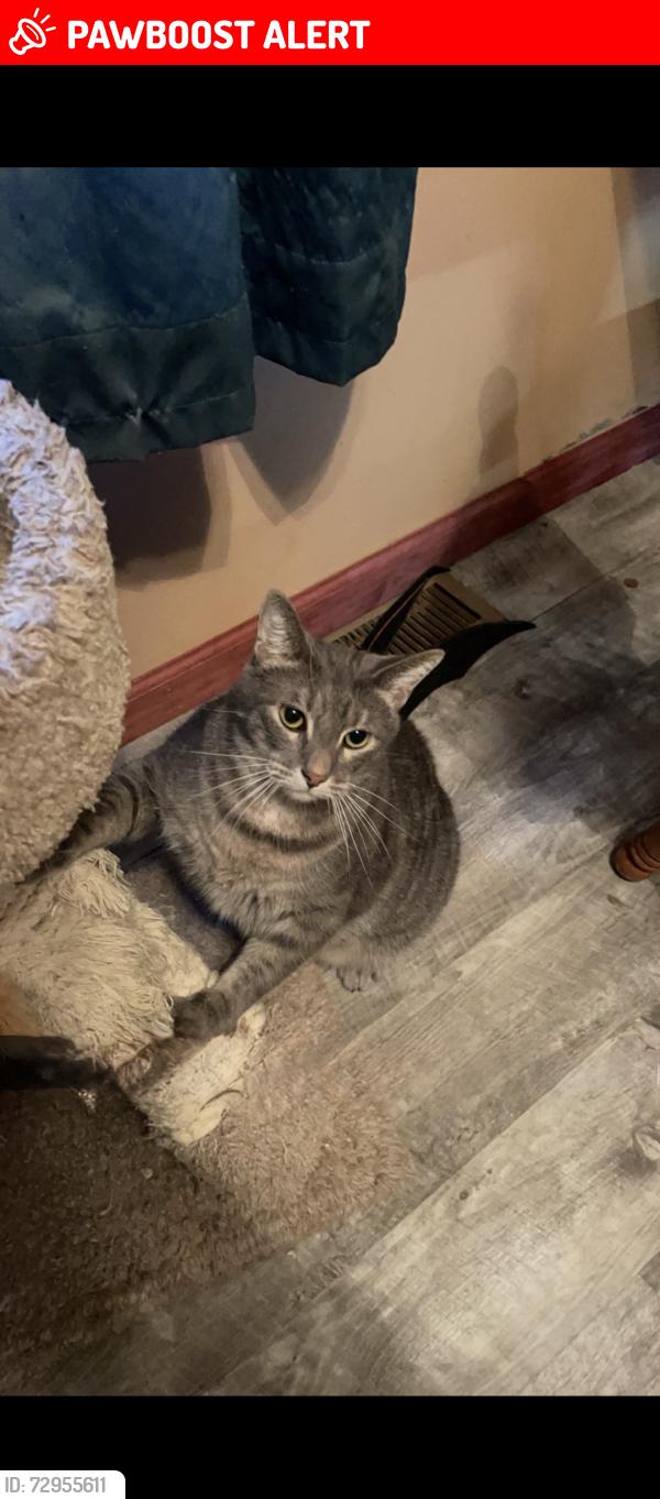 Lost Male Cat last seen Near pottawattamie Dr, Cherokee Village, AR 72529