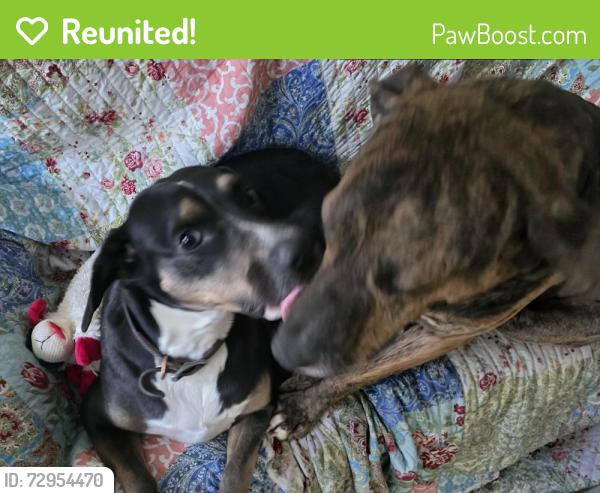 Reunited Female Dog last seen Near High Ridge Road, Kingsport, TN 37660