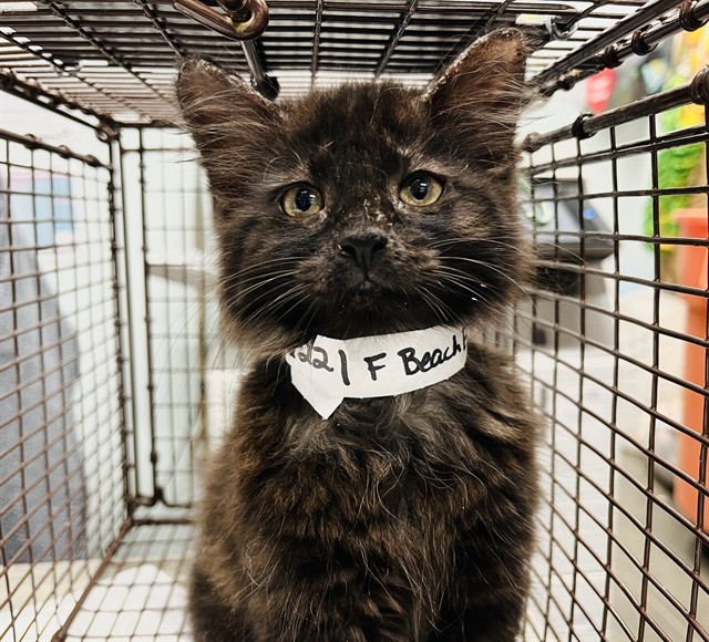 Shelter Stray Female Cat last seen MISSOURI ST & S. HAINES CREEK RD LEESBURG, 12280 County Rd 448, Tavares, FL 32778, USA