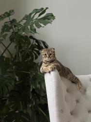 Lost Female Cat last seen Oak Ave , Folsom, CA 95630