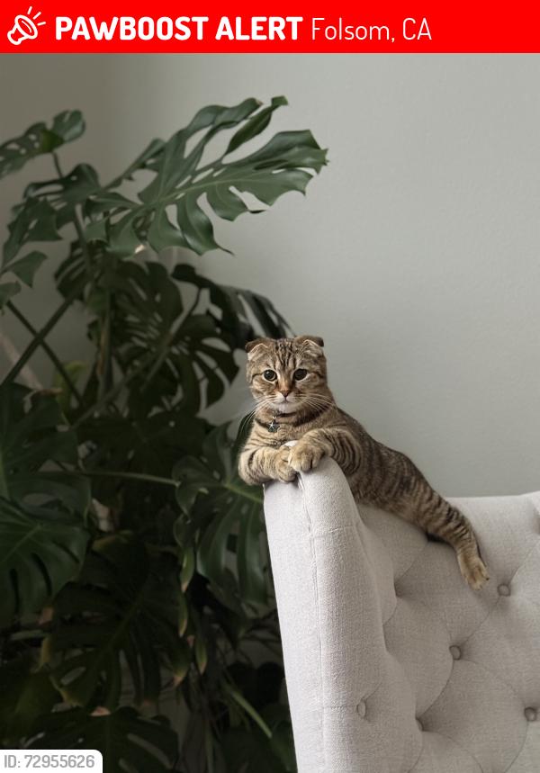 Lost Female Cat last seen Oak Ave , Folsom, CA 95630