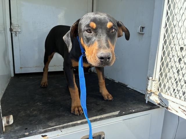 Shelter Stray Female Dog last seen WESTON/ DIANA, Perris, CA 92571
