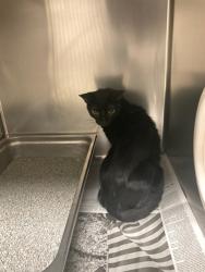 Shelter Stray Female Cat last seen PAGE AVE/63132, Olivette, MO 63132