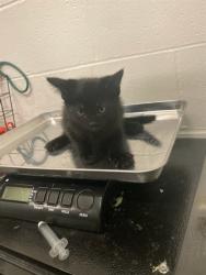 Shelter Stray Male Cat last seen PAGE AVE/63132, Olivette, MO 63132
