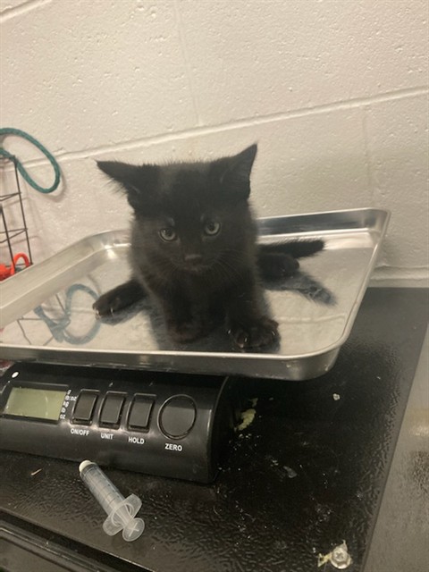 Shelter Stray Male Cat last seen PAGE AVE/63132, Olivette, MO 63132