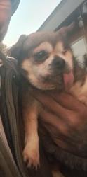 Lost Male Dog last seen Rd 68, Tulare, CA 93274