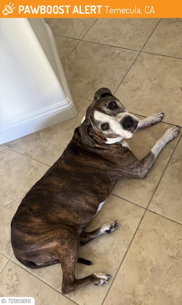 Found/Stray Female Dog last seen Behind the church oof Jesus Christ of Latter-day Saints, Temecula, CA 92592