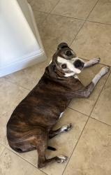 Found/Stray Female Dog last seen Behind the church oof Jesus Christ of Latter-day Saints, Temecula, CA 92592