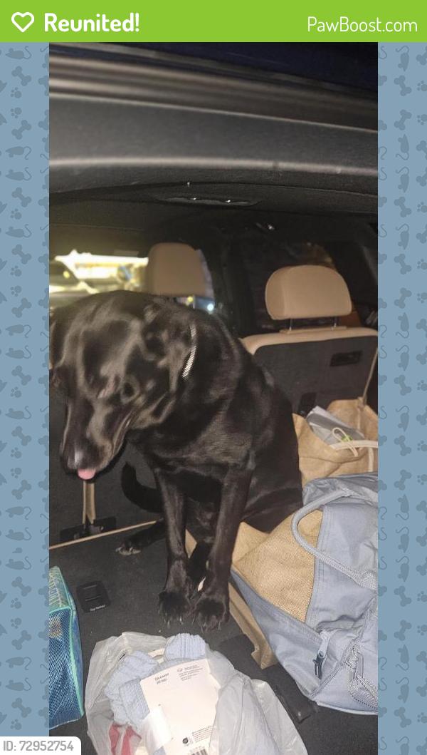 Reunited Female Dog last seen Linglestown rd at Parkway east, Harrisburg, PA 17112